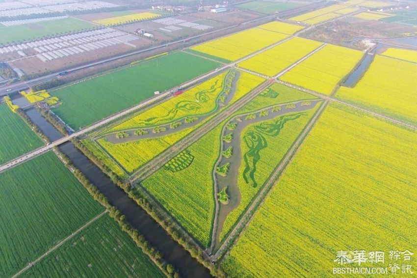 上海油菜花田现巨幅大地油画《丝绸之路》