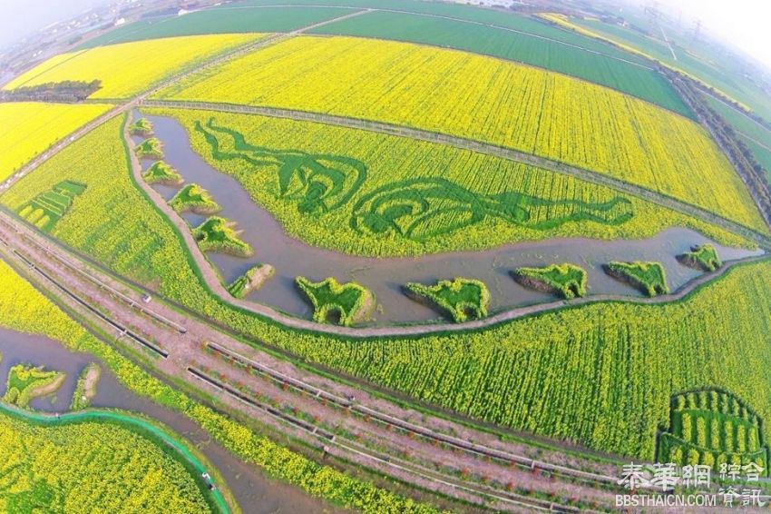 上海油菜花田现巨幅大地油画《丝绸之路》