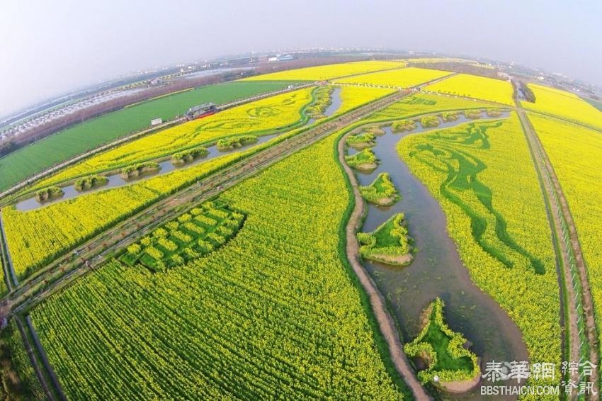 上海油菜花田现巨幅大地油画《丝绸之路》