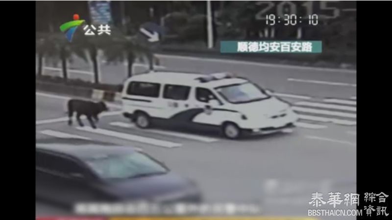 广东警车拖370多斤「越狱」牛「游街示众」