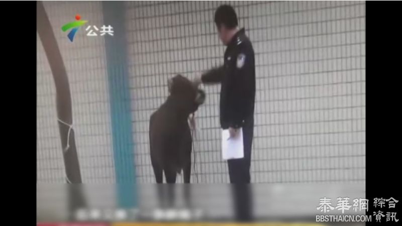 广东警车拖370多斤「越狱」牛「游街示众」