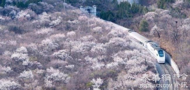 开往春天的列车 实拍和谐号穿越花海