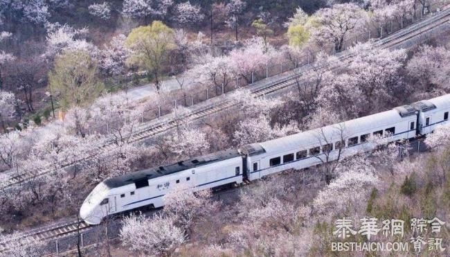 开往春天的列车 实拍和谐号穿越花海