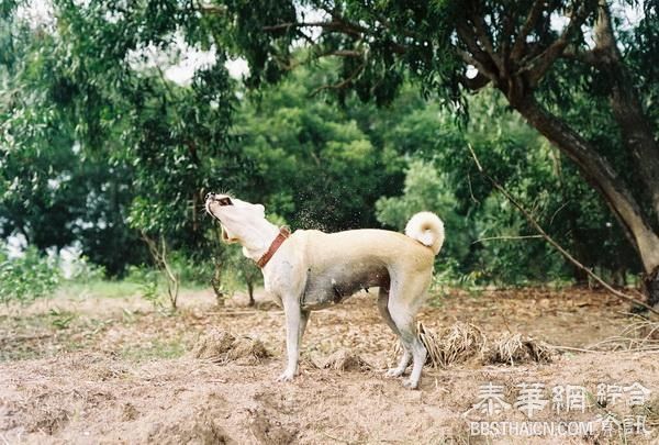 像Gluta一样不屈不尧微笑 向上