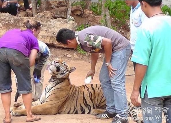 保育部虎庙达协议　容保留146只老虎