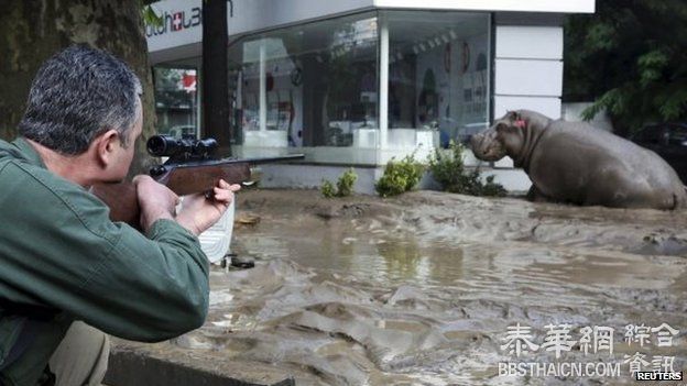 格鲁吉亚水灾冲毁首都动物园 猛兽出笼