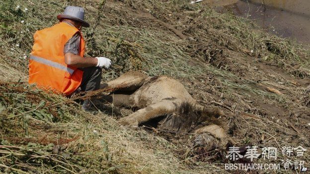 格鲁吉亚水灾冲毁首都动物园 猛兽出笼