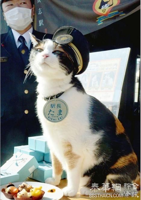 小玉走好：3000粉丝送别日本花猫站长