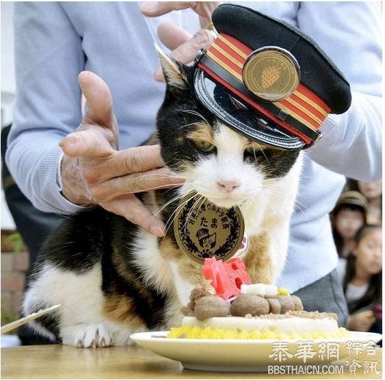 小玉走好：3000粉丝送别日本花猫站长