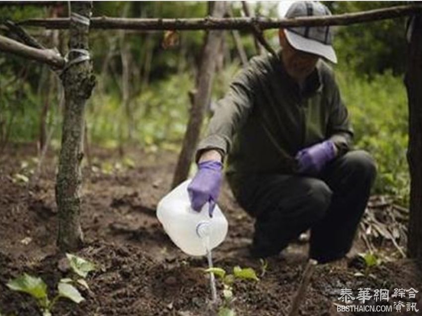 华人耶鲁种菜非“种族天赋” 而是交际手段