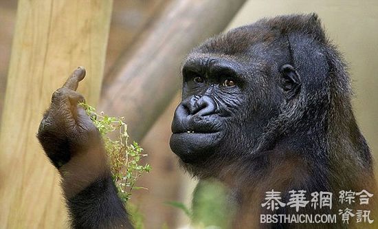 太奇葩 英国一只大猩猩冲拍照游客竖中指