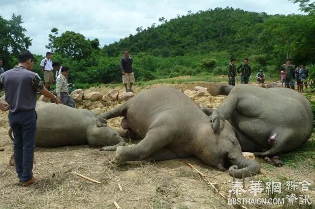 三头野象同日死