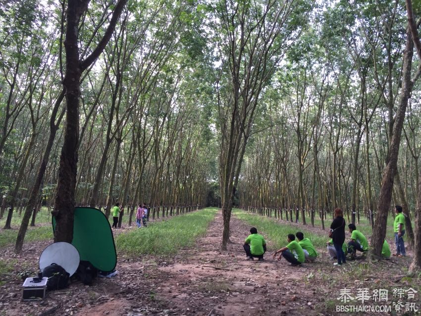 泰国Napattiga 天然乳胶床上用品系列橡胶林取景