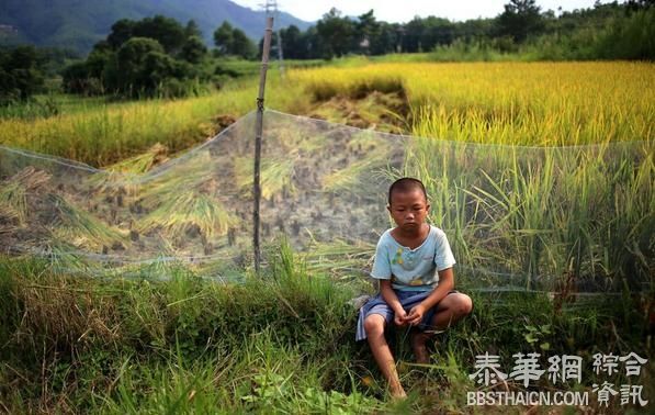 江西省赣州的留守儿童与稻田