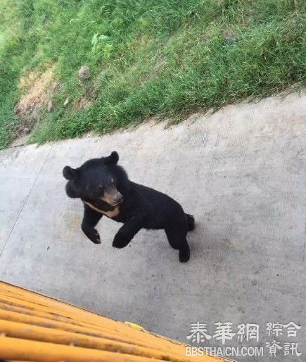 上海野生动物园一群老虎活活咬死狗熊