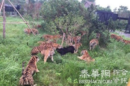 上海野生动物园一群老虎活活咬死狗熊