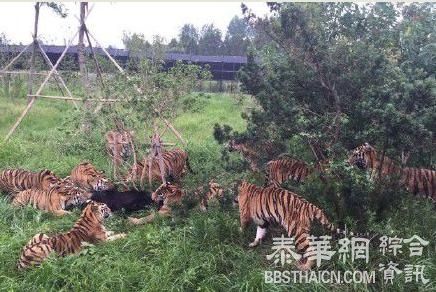 上海野生动物园一群老虎活活咬死狗熊