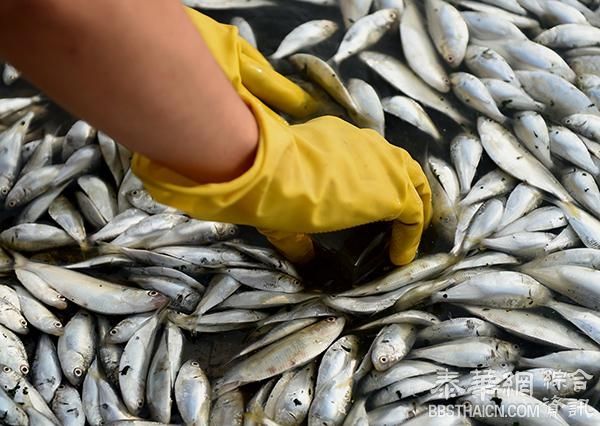 天津海河现大量死鱼，官方解释称系缺氧而亡