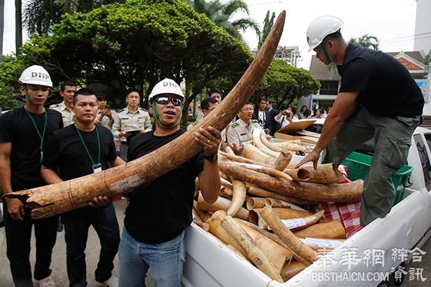 总理主持违法象牙销毁活动 巴育：泰不容虐杀大象