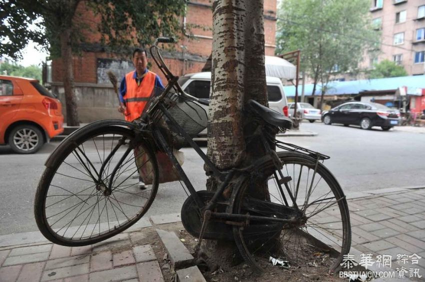 沈阳一自行车锁树上五六年 车身长进树里