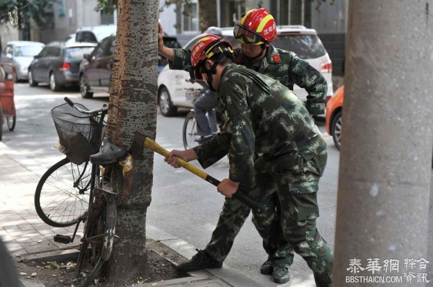 沈阳一自行车锁树上五六年 车身长进树里