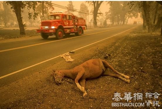 加州山火已致1死4伤 两县进入紧急状态
