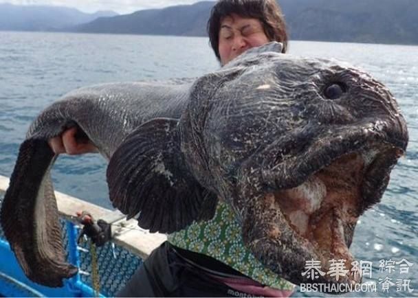 北海道惊现大头巨鱼 中辐射所致？