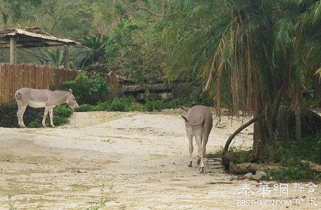 美农场工人「下体失控」 雌驴遭殃