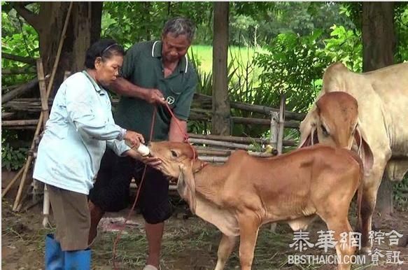 偷牛贼丧尽天良  两小牛痛失爱母