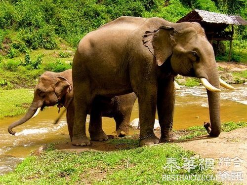 大象输血手术成功 世界首例