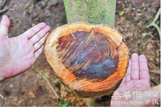 中科院西双版纳“植物黄金”被盗，植物园官微怒骂：脑子进屎