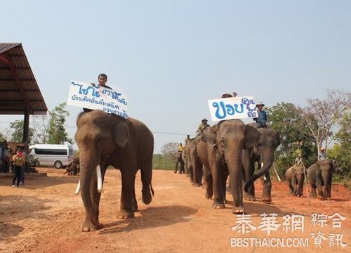 照顾流浪象 泰省府拨预算买饲料