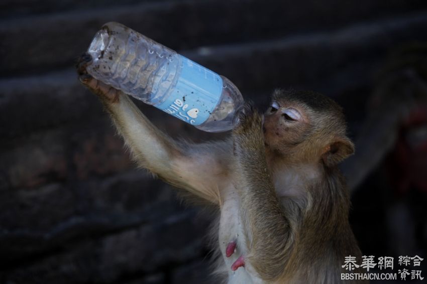 华富里一年一度的猴子自助餐   众猴齐享美食盛宴