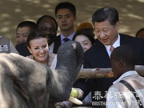 习近平夫妇给大象喂食 彭丽媛笑得好开心