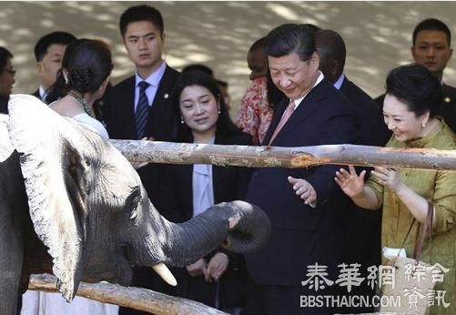 习近平夫妇给大象喂食 彭丽媛笑得好开心