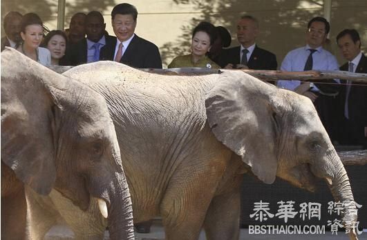 习近平夫妇给大象喂食 彭丽媛笑得好开心