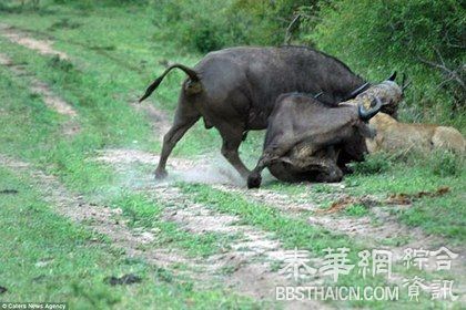 利角插飞狮子 水牛勇救同伴