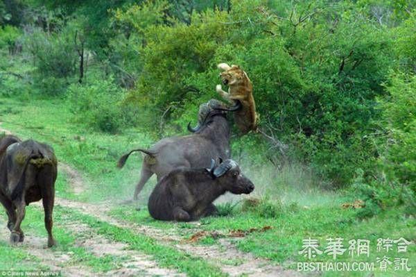 利角插飞狮子 水牛勇救同伴