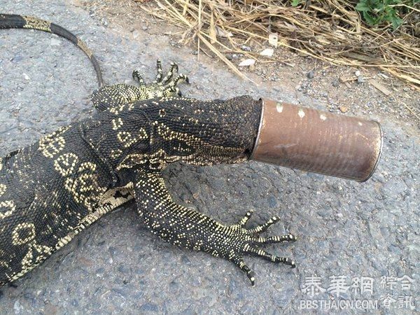 水巨蜥卡罐头 民眾脸书求救