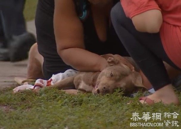 目击主人被攻击　美国烈犬捨命挡刀护主