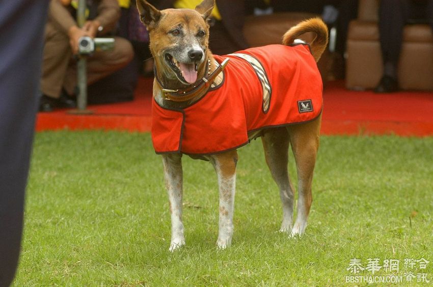 皇上陛下爱犬寿终