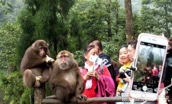 四川峨眉山景区猴年将为全球属猴华人免门票，有望全年不限次
