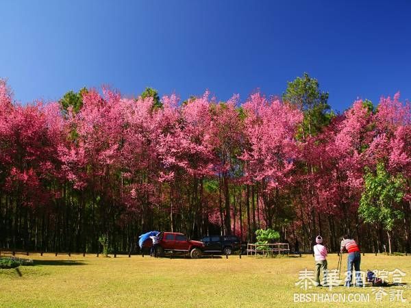 北部樱花盛开 粉红花海等你来