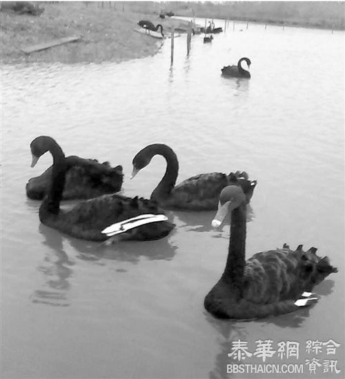 “想吃天鹅肉”：浙江六旬老汉偷了公园两只黑天鹅和5个蛋