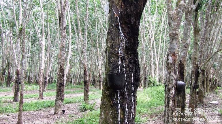 巴育发话：不再补贴胶价