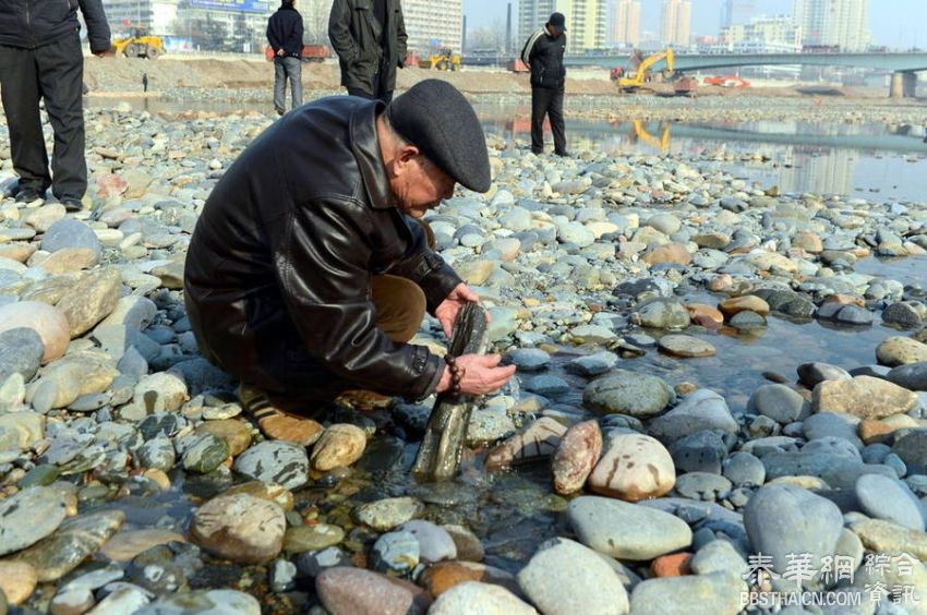 黄河干了，市民纷纷到河心捡石头