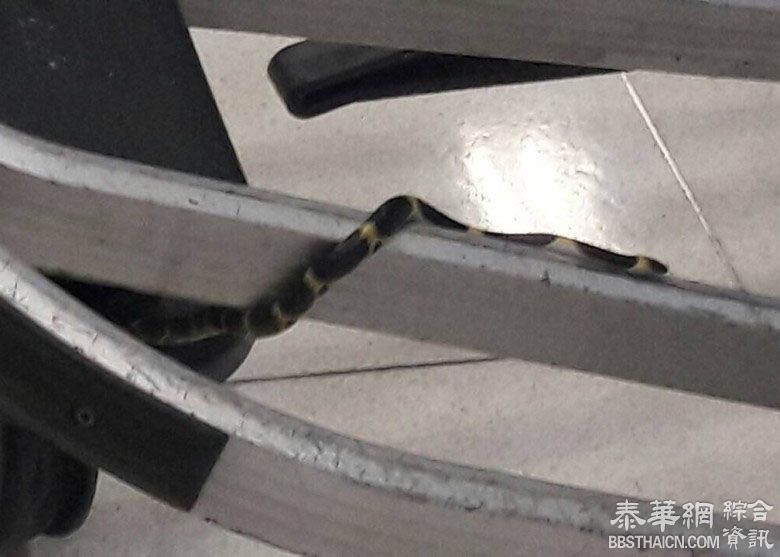 小蛇上爬行李车 吓坏曼谷机场女游客