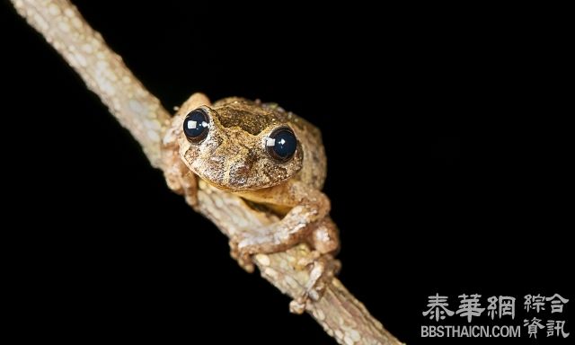 「绝种」逾百年 神秘树蛙重现人间