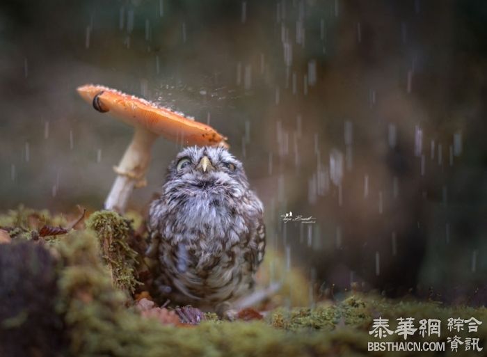 猫头鹰蘑菇下躲雨　萌样爆灯