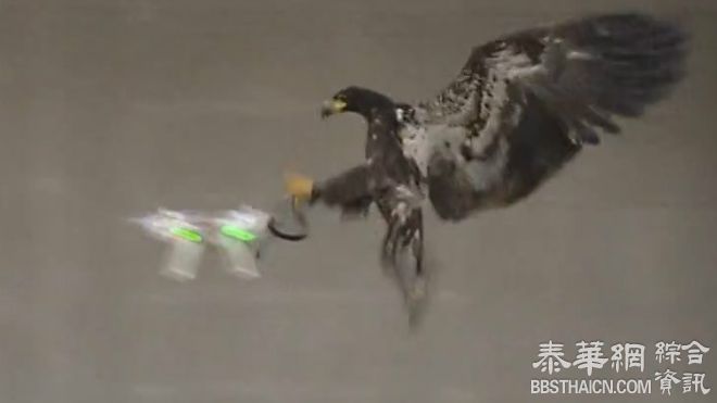 面临空中威胁 荷兰训练老鹰捕捉无人机